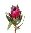 Protea red sensation 60 - PROREDSEN