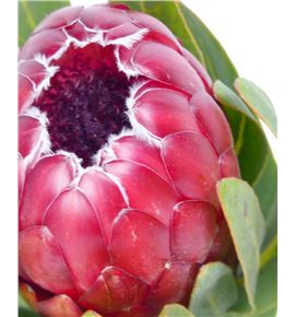 Protea red sensation 60 - PROREDSEN
