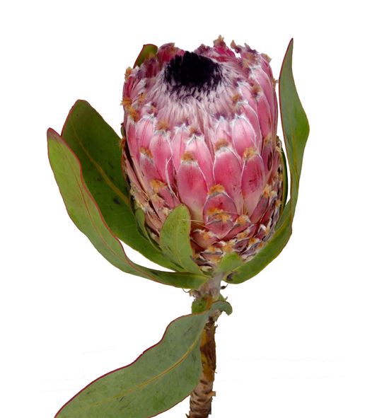 Protea barbigera 60 - PROBAR