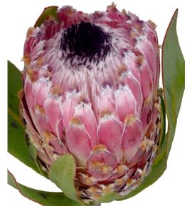Protea barbigera 60 - PROBAR