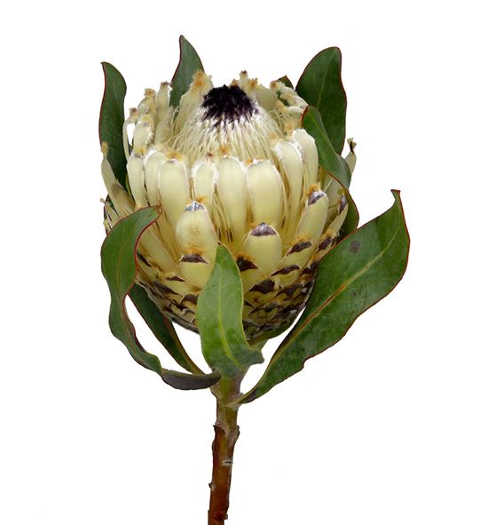 Protea barbigera snow queen 40 - PROBARSNOQUE