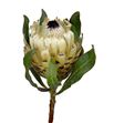Protea barbigera snow queen 40 - PROBARSNOQUE