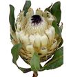 Protea barbigera snow queen 40 - PROBARSNOQUE1