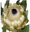 Protea barbigera snow queen 40 - PROBARSNOQUE2