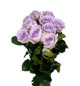 Rosa hol ocean song 60 - RGROCESON