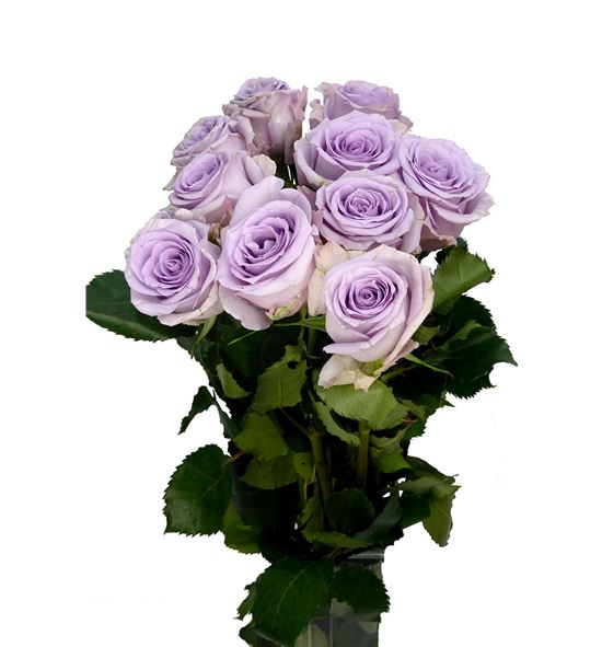 Rosa hol ocean song 60 - RGROCESON
