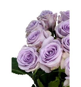 Rosa hol ocean song 60 - RGROCESON