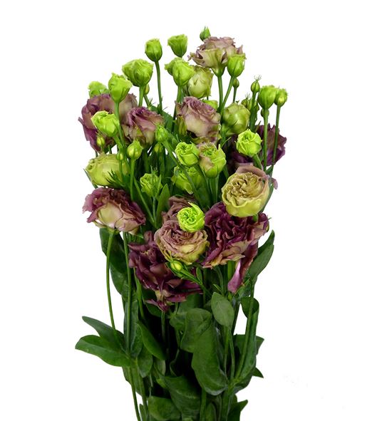 Lisianthus granate - LISGRA