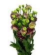 Lisianthus granate - LISGRA