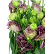 Lisianthus granate - LISGRA1