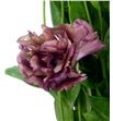Lisianthus granate - LISGRA2