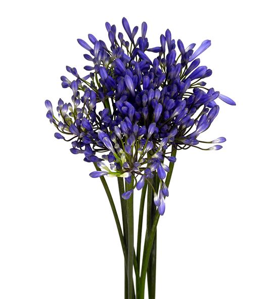 Agapanthus dr. brouwer 65 - AGABRO