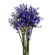 Agapanthus dr. brouwer 65 - AGABRO