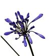 Agapanthus dr. brouwer 65 - AGABRO2
