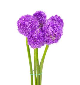 Allium morado - ALLMOR