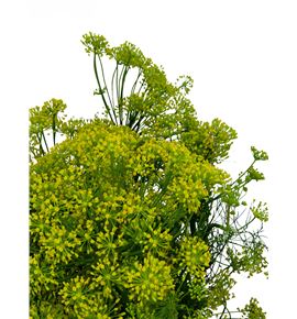 Anethum graveolens 80 - ANEGRA