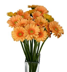 Gerb mini judo 50 - GERMJUD