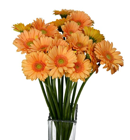 Gerb mini judo 50 - GERMJUD