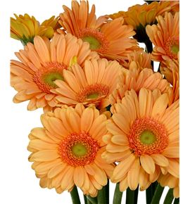 Gerb mini judo 50 - GERMJUD