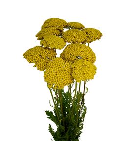 Achilea park variety 70 - ACHPARVAR