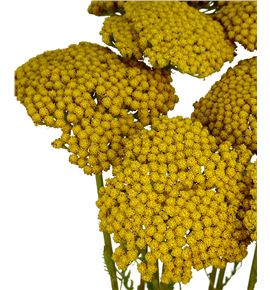 Achilea park variety 70 - ACHPARVAR