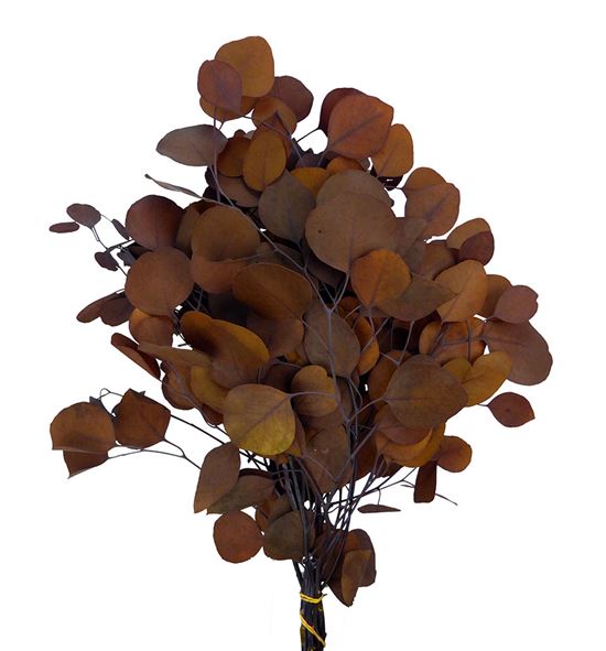 Euc populus preservado marron claro - EUCPOPMARCLA