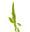Amaranthus green cord 70 - AMAVER2