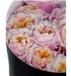 Rosa hol notting hill 60 - RGRNOTHIL1
