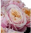 Rosa hol notting hill 60 - RGRNOTHIL2