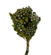 Brunia preservada albiflora - BRUPREALB