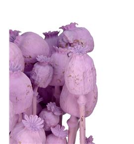 Papaver seco lila claro - PAPSECLILCLA