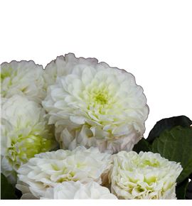 Dahlia caro 55 - DAHCARO