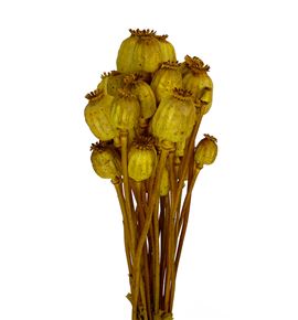 Papaver seco amarillo - PAPSECAMA
