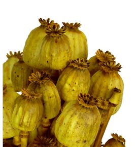 Papaver seco amarillo - PAPSECAMA