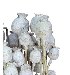 Papaver seco blanco - PAPSECBLA