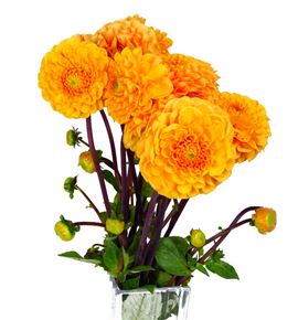 Dahlia sylvia 50 - DAHSYL