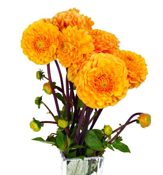 Dahlia sylvia 50 - DAHSYL