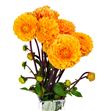Dahlia sylvia 50 - DAHSYL