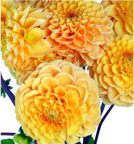Dahlia sylvia 50 - DAHSYL