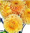 Dahlia sylvia 50 - DAHSYL1