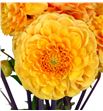 Dahlia sylvia 50 - DAHSYL2