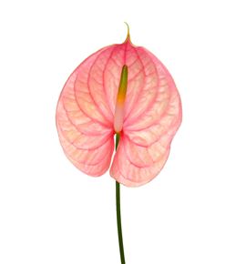 Anth nunzia x12 - ANTNUN