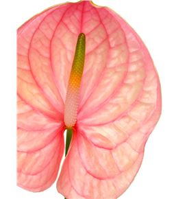 Anth nunzia x12 - ANTNUN