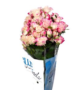 Rs ramificada reflex 50 - RTRREF