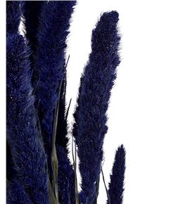 Setarea azul - SETAZU