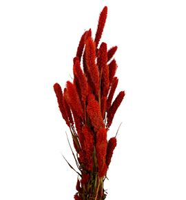 Setarea naranja - SETNAR