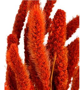 Setarea naranja - SETNAR