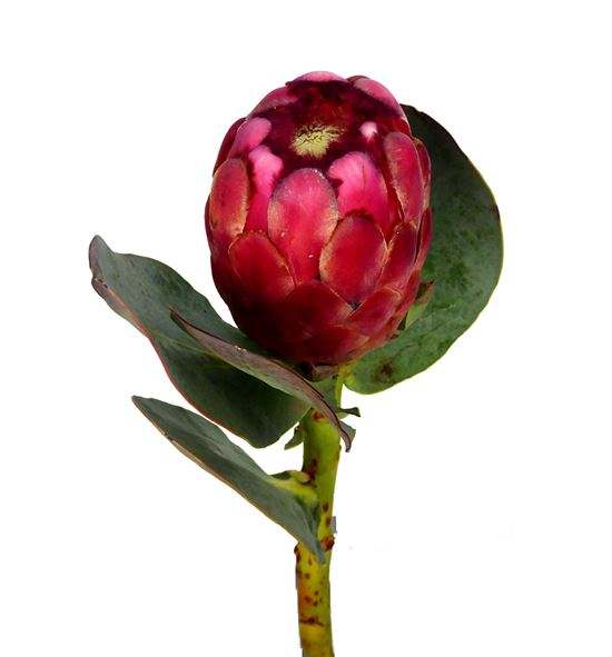 Protea grandiceps 50 - PROGRAN