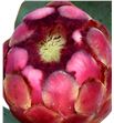 Protea grandiceps 50 - PROGRAN2