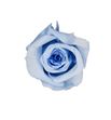 Rosa preservada 12 unid azul claro b-02 sp - G-01P1